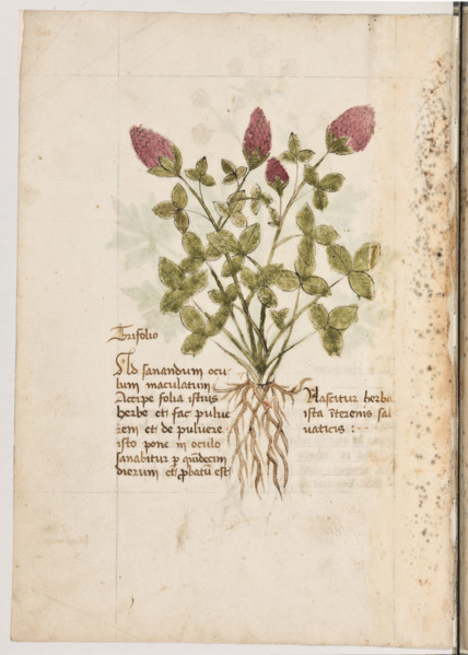 Erbario di Trento (Manoscritto n° 1591), XVI secolo, carta 15 verso: “Trifolio”.
“Ad sanandum