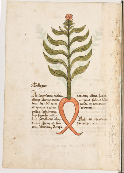 Erbario di Trento (Manoscritto n° 1591), XVI secolo, carta 16 verso: “Tillogas”.
“Ad sanandum
