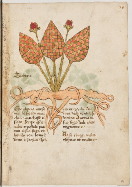 Erbario di Trento (Manoscritto n° 1591), XVI secolo, carta 19 recto: “Teoderis”.
“Se alguno avesse