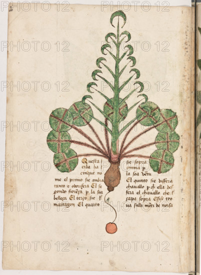 Erbario di Trento (Manoscritto n° 1591), XVI secolo, carta 19 verso: erba.
“Questa erba ha cinque