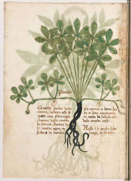 Erbario di Trento (Manoscritto n° 1591), XVI secolo, carta 20 verso: “Pentafilon”.
“Questa herba