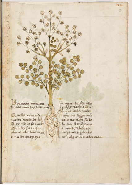 Erbario di Trento (Manoscritto n° 1591), XVI secolo, carta 21 recto: “Ypericon Over Perforata Over