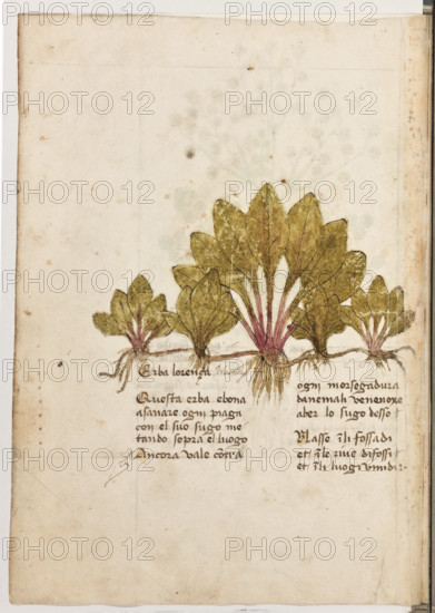 Erbario di Trento (Manoscritto n° 1591), XVI secolo, carta 21 verso: “Erba Lorença. Pilosella”