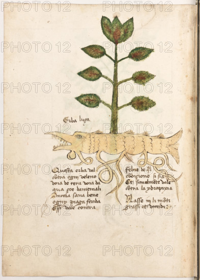 Erbario di Trento (Manoscritto n° 1591), XVI secolo, carta 23 verso: “Erba Luca”.
Questa erba val
