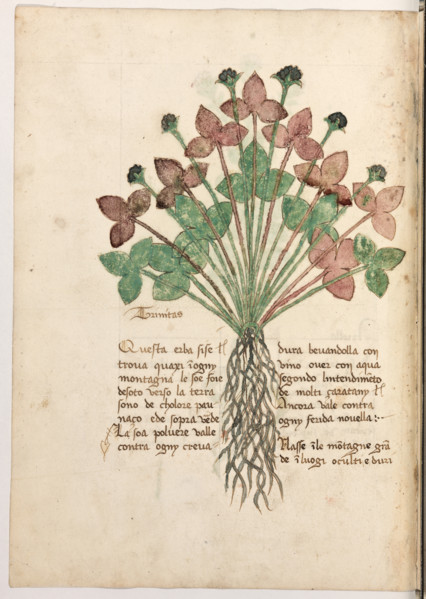Erbario di Trento (Manoscritto n° 1591), XVI secolo, carta 24 verso: “Trinitas”.
“Questa erba si