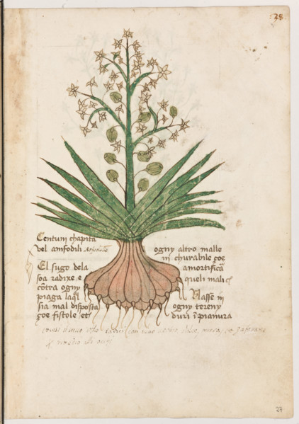 Erbario di Trento (Manoscritto n° 1591), XVI secolo, carta 27 recto: ”Centum Chapita Vel Amfodili