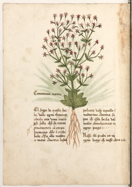 Erbario di Trento (Manoscritto n° 1591), XVI secolo, carta 27 verso: ”Centaurea Menor”.
“El sugo