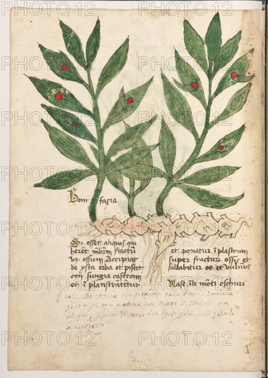 Erbario di Trento (Manoscritto n° 1591), XVI secolo, carta 28 verso: ”Bonifacia”.
“Si esset