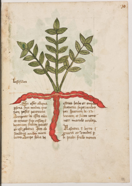 Erbario di Trento (Manoscritto n° 1591), XVI secolo, carta 29 recto: ”Bossosilles”.
“Si esset