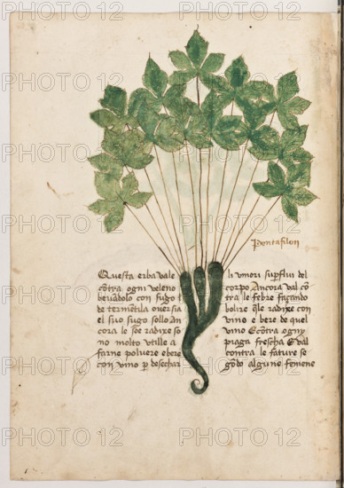 Erbario di Trento (Manoscritto n° 1591), XVI secolo, carta 29 verso: ”Pentafilon”.
“Questa erba