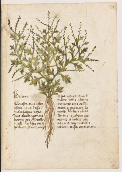 Erbario di Trento (Manoscritto n° 1591), XVI secolo, carta 30 recto: ”Berbena”.
“Questa erba,
