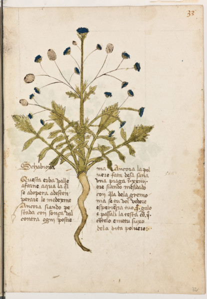 Erbario di Trento (Manoscritto n° 1591), XVI secolo, carta 32 recto: ”Schabioxa”.
“Questa erba