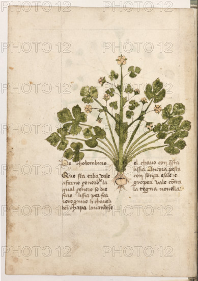 Erbario di Trento (Manoscritto n° 1591), XVI secolo, carta 32 verso: ”Pe Cholombino”.
“Questa erba