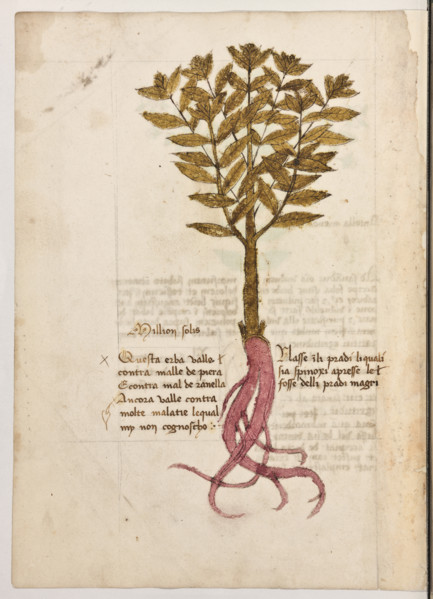 Erbario di Trento (Manoscritto n° 1591), XVI secolo, carta 34 verso: ”Million Solis”.
“Questa erba