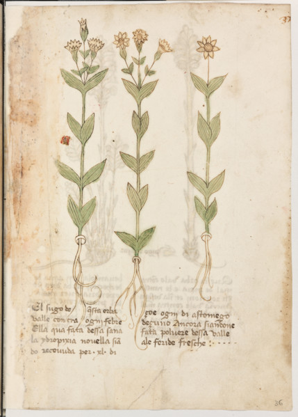 Erbario di Trento (Manoscritto n° 1591), XVI secolo, carta 36 recto: erba.
“El sugo de questa erba