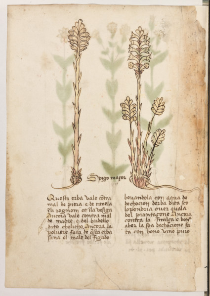Erbario di Trento (Manoscritto n° 1591), XVI secolo, carta 36 verso: “Spigo Maçor”.
“Questa erba