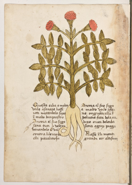 Erbario di Trento (Manoscritto n° 1591), XVI secolo, carta 38 verso: erba.
“Questa erba é molto