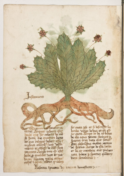Erbario di Trento (Manoscritto n° 1591), XVI secolo, carta 42 verso: “Instanucis”.
“Si quis