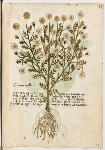 Erbario di Trento (Manoscritto n° 1591), XVI secolo, carta 43 recto: “Chamamilla”.
“Contra ogni
