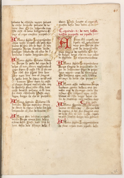 Erbario di Trento (Manoscritto n° 1591), XVI secolo, carta 46 recto.

[ENG]
Herbarium of Trento