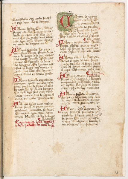 Erbario di Trento (Manoscritto n° 1591), XVI secolo, carta 47 recto.

[ENG]
Herbarium of Trento