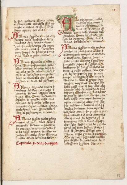 Erbario di Trento (Manoscritto n° 1591), XVI secolo, carta 55 recto.

[ENG]
Herbarium of Trento