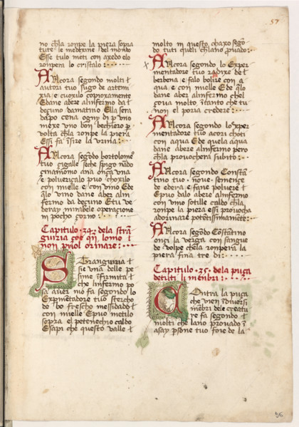 Erbario di Trento (Manoscritto n° 1591), XVI secolo, carta 56 recto.

[ENG]
Herbarium of Trento