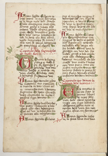 Erbario di Trento (Manoscritto n° 1591), XVI secolo, carta 57 verso.

[ENG]
Herbarium of Trento