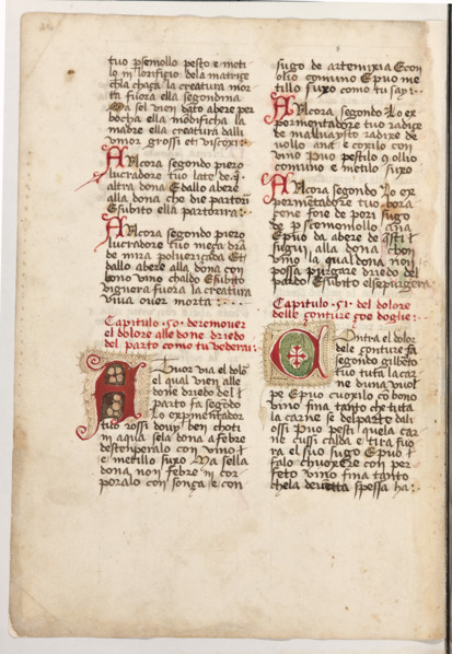 Erbario di Trento (Manoscritto n° 1591), XVI secolo, carta 60 verso.

[ENG]
Herbarium of Trento