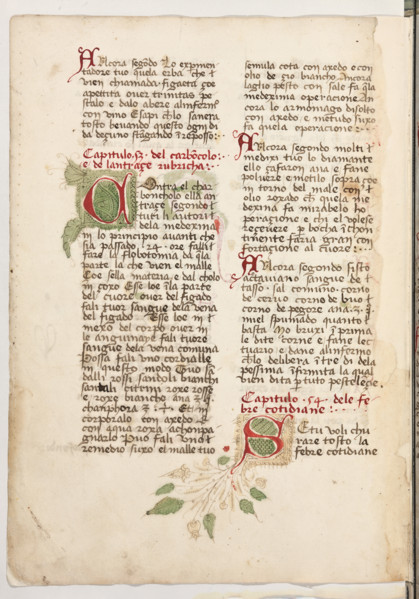 Erbario di Trento (Manoscritto n° 1591), XVI secolo, carta 61 verso.

[ENG]
Herbarium of Trento