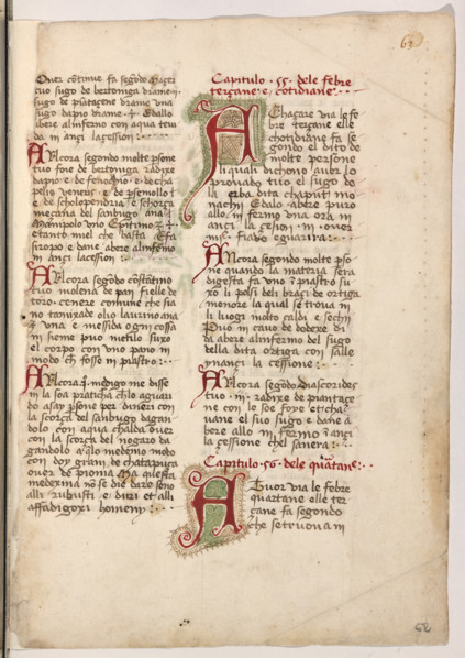 Erbario di Trento (Manoscritto n° 1591), XVI secolo, carta 62 recto.

[ENG]
Herbarium of Trento