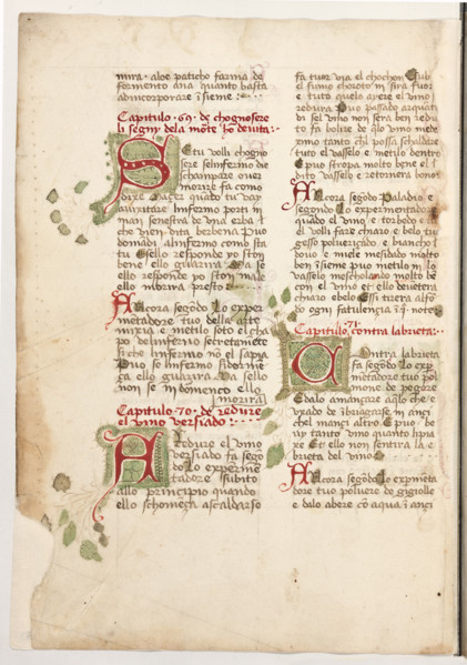 Erbario di Trento (Manoscritto n° 1591), XVI secolo, carta 63 verso.

[ENG]
Herbarium of Trento