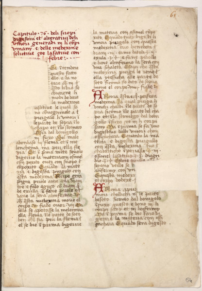 Erbario di Trento (Manoscritto n° 1591), XVI secolo, carta 64 recto.

[ENG]
Herbarium of Trento