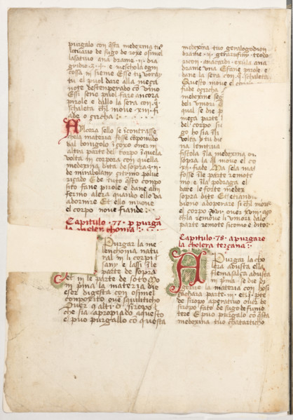 Erbario di Trento (Manoscritto n° 1591), XVI secolo, carta 64 verso.

[ENG]
Herbarium of Trento