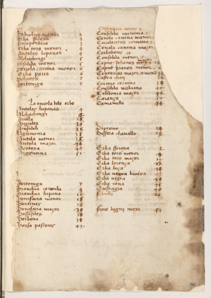Erbario di Trento (Manoscritto n° 1591), XVI secolo, carta 66 recto.

[ENG]
Herbarium of Trento