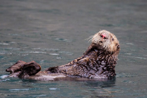 Loutre de mer en Alaska