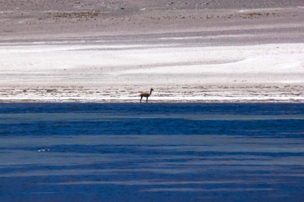 Vigogne dans le désert d'Atacama, Chili et Bolivie