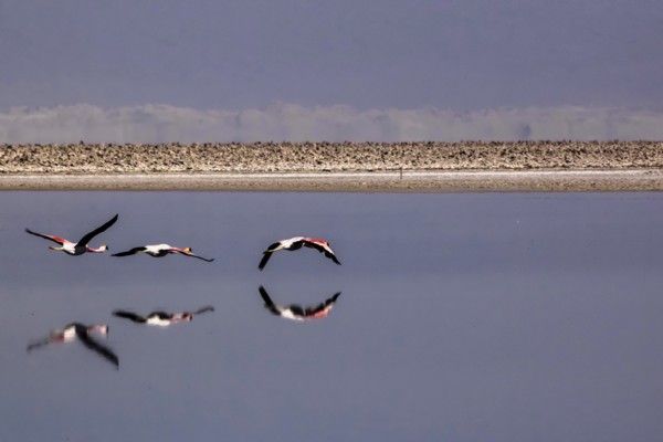 Flamands rose des Andes en train de voler dans le salar d'Atacama, Chili et Bolivie