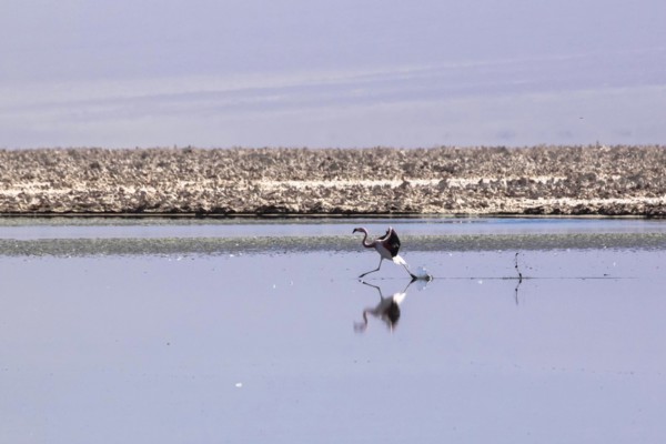 Flamand rose des Andes dans le salar d'Atacama, Chili et Bolivie