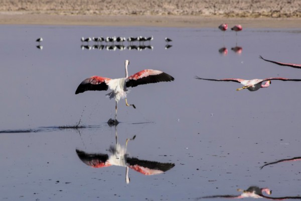 Flamands rose des Andes dans le salar d'Atacama, Chili et Bolivie