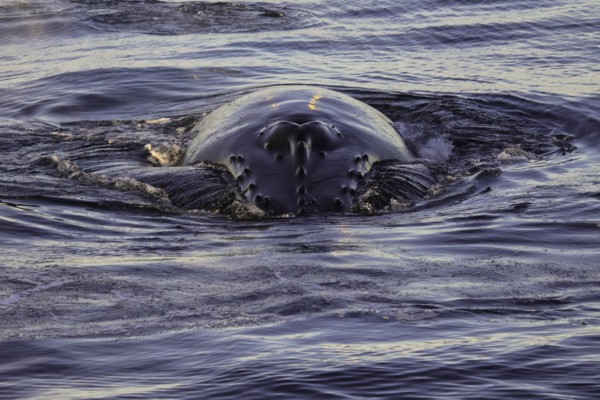 Baleine à bosse, Svalbard, Norvège