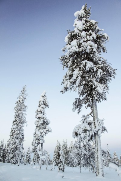 Forêt de pins en Laponie, Finlande