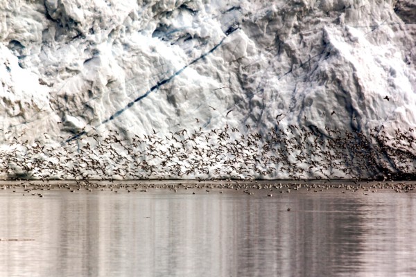 Détail d'iceberg  et nuée d'oiseaux au Groenland