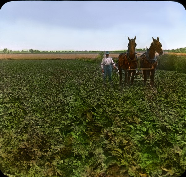 Cultivating a Field of Beets, near Greeley, Colorado, USA, Magic Lantern Slide, circa 1910