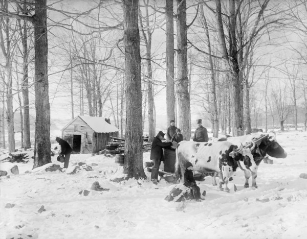 Men At Work in Maple Sugar Camp, USA, Detroit Publishing Company, 1905
