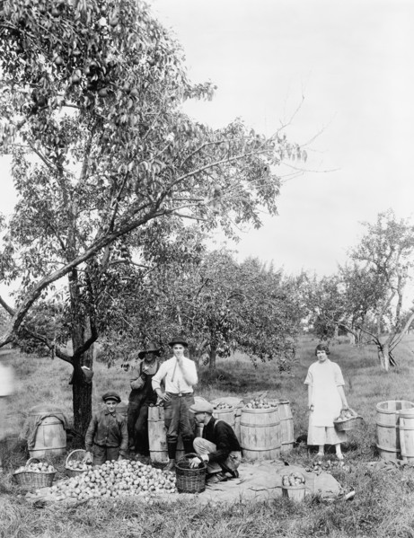 People Picking Apples in Orchard, USA, Detroit Publishing Company, 1920