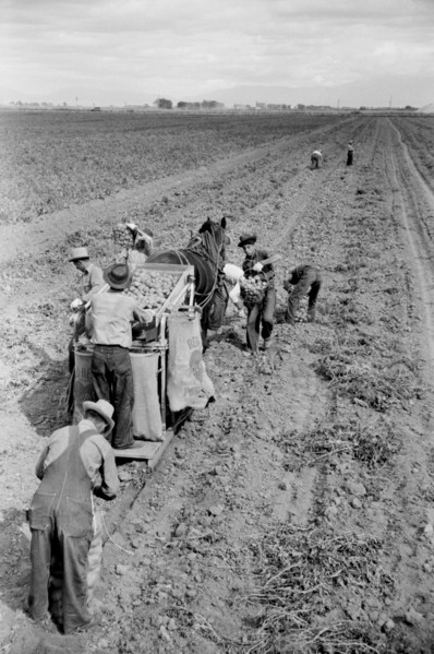 Potato Picking Crew, Rio Grande County, Colorado, USA, Arthur Rothstein for Farm Security Administration, October 1939