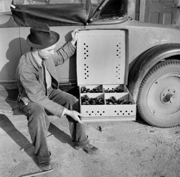 Homesteader with Baby Chicks, Bankhead Farms, Alabama, USA, Arthur Rothstein for Farm Security Administration, February 1937