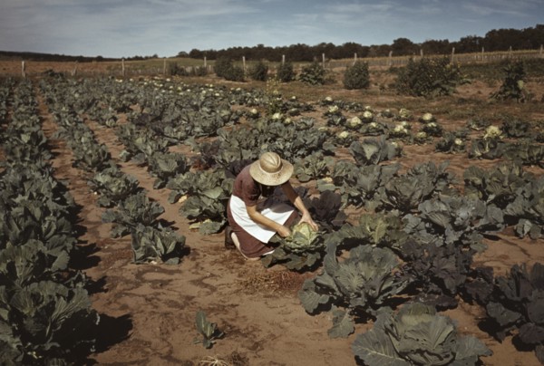 Homesteader's Wife with Homegrown Cabbage, Pie Town, New Mexico, USA, Russell Lee, October 1940
