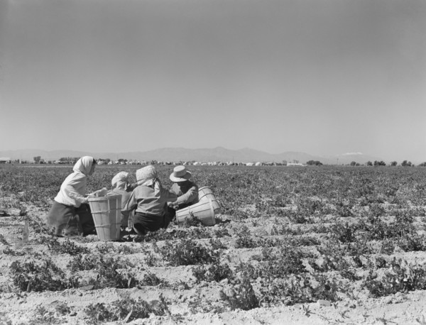 Migrant Workers having Lunch in Pea Field, Migrant Camp in Background, near Calipatria, California, USA, Dorothea Lange for Farm Security Administration, February 1939